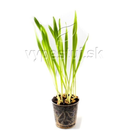 Jačmeň zelený semená na klíčenie  a microgreens 5 kg